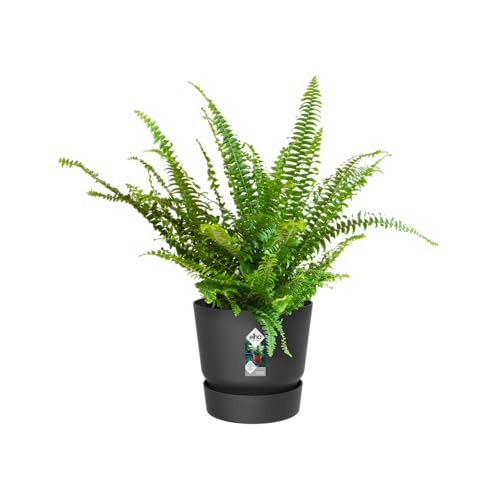 elho Greenville Easy Hanger 19.5 - Blumentopf für Balkon - 100% recyceltem Plastik - Ø 19.5 x H 23.7 cm - Schwarz/Living Schwarz - Spielzeug - Sonderposten